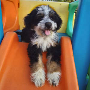 Bernedoodle Puppy Jaxon