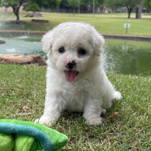 Bichon Frise Puppy Stella