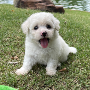 Bichon Frise Puppy Stella
