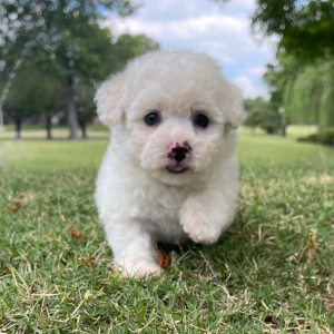Bichon Frise Puppy Stella