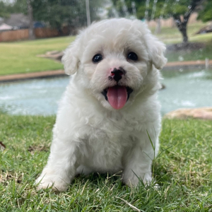 Bichon Frise Puppy Stella