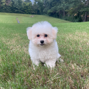 Bichon Frise Puppy Stella