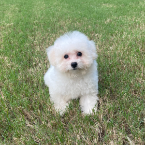 Bichon Frise Puppy Stella