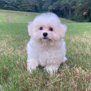 Bichon Frise Puppy Stella