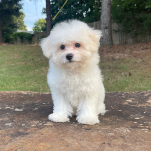 Bichon Frise Puppy Stella