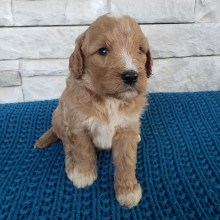 Goldendoodle Puppy Gabe