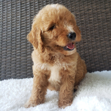 Goldendoodle Puppy Gabe