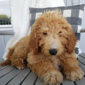 Goldendoodle Puppy Gabe