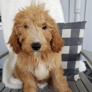 Goldendoodle Puppy Gabe