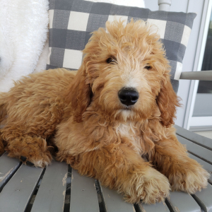 Goldendoodle Puppy Gabe