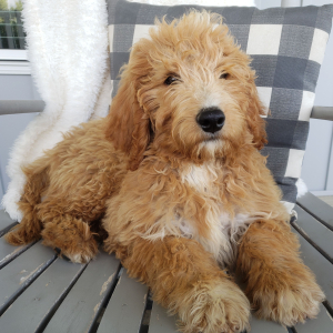 Goldendoodle Puppy Gabe
