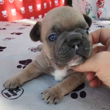 French Bulldog Puppy Polo