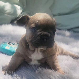French Bulldog Puppy Polo