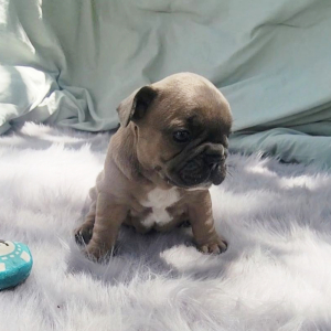 French Bulldog Puppy Polo