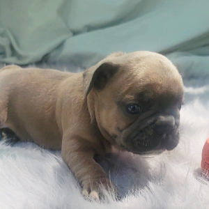 French Bulldog Puppy Polo