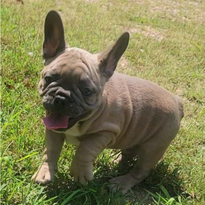French Bulldog Puppy Polo