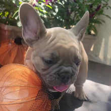 French Bulldog Puppy Polo