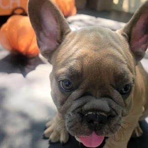 French Bulldog Puppy Polo