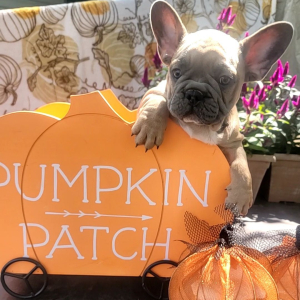 French Bulldog Puppy Polo