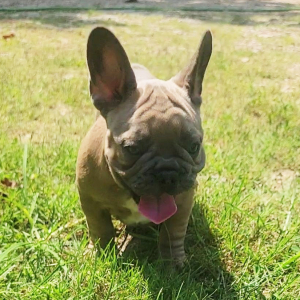 French Bulldog Puppy Polo