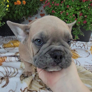 French Bulldog Puppy Polo
