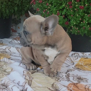 French Bulldog Puppy Polo
