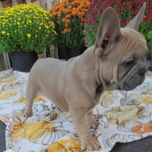 French Bulldog Puppy Polo