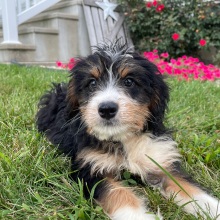Bernedoodle Puppy Brenda