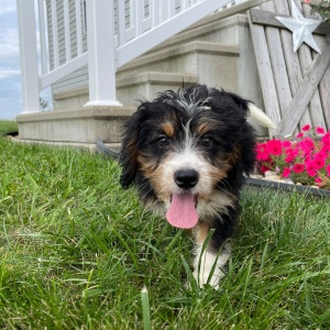 Bernedoodle Puppy Brenda