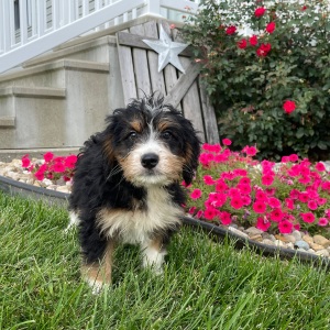 Bernedoodle Puppy Brenda