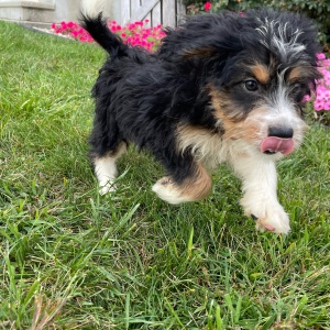 Bernedoodle Puppy Brenda