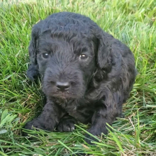 Goldendoodle Puppy Aden