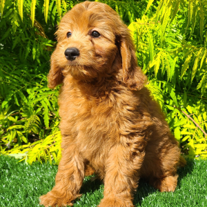 Goldendoodle Puppy Candy
