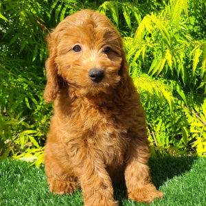 Goldendoodle Puppy Candy