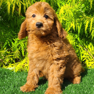 Goldendoodle Puppy Candy