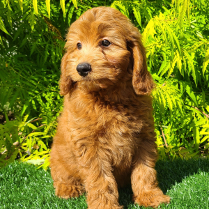 Goldendoodle Puppy Candy