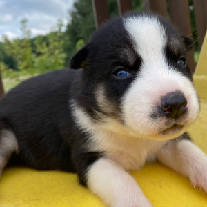 Siberian Husky Puppy Grace