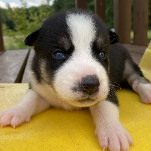 Siberian Husky Puppy Grace