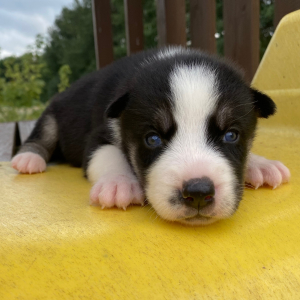 Siberian Husky Puppy Grace