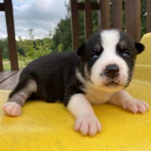 Siberian Husky Puppy Grace