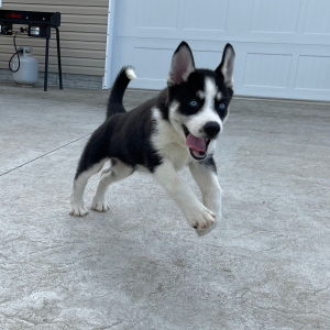 Siberian Husky Puppy Grace
