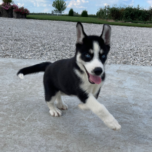 Siberian Husky Puppy Grace