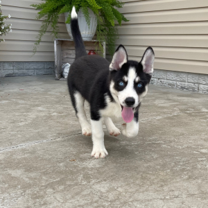 Siberian Husky Puppy Grace