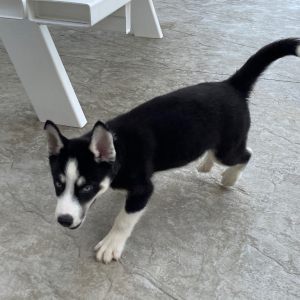 Siberian Husky Puppy Grace