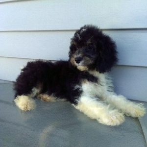 Aussiedoodle Puppy Asher
