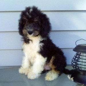 Aussiedoodle Puppy Asher