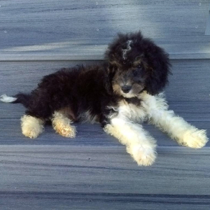 Aussiedoodle Puppy Asher