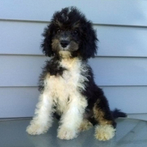 Aussiedoodle Puppy Asher