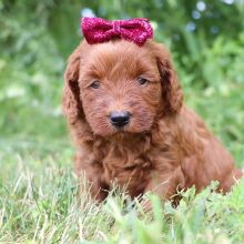 Goldendoodle Puppy Kelly