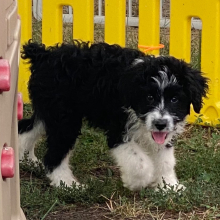 Aussiedoodle Puppy Lila